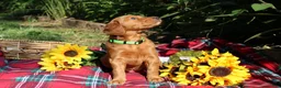 Mixed Breed dogs for sale: Lily - Irish Goldendoodle - Ad 20