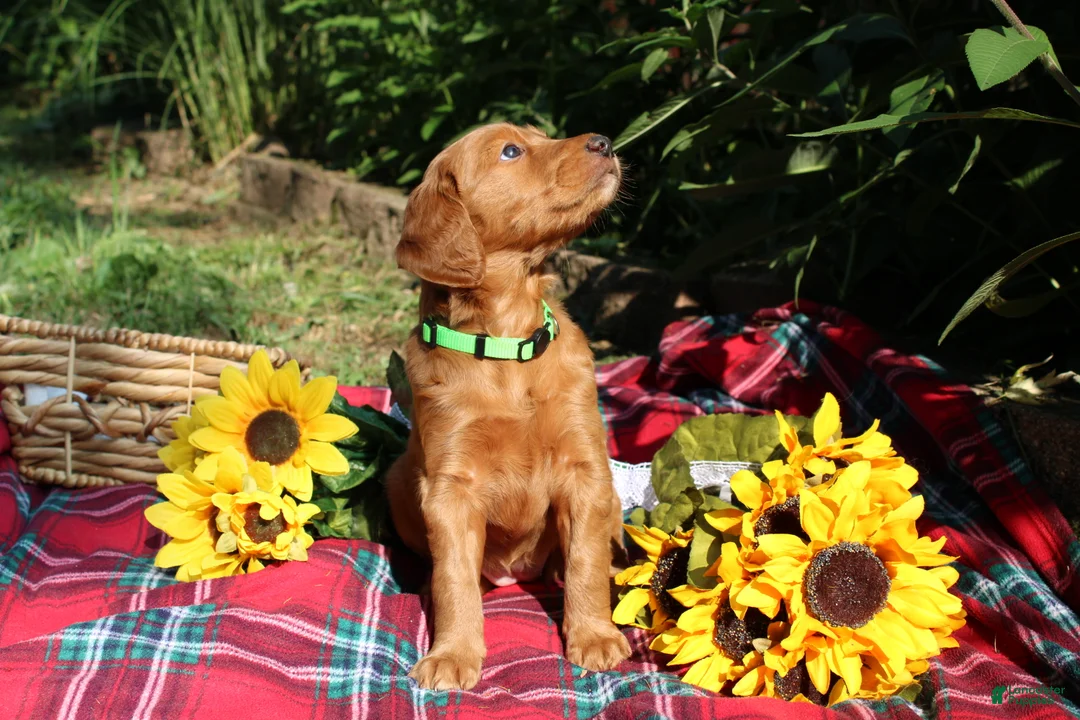 Mixed Breed dogs for sale: Lily - Irish Goldendoodle - Ad 20