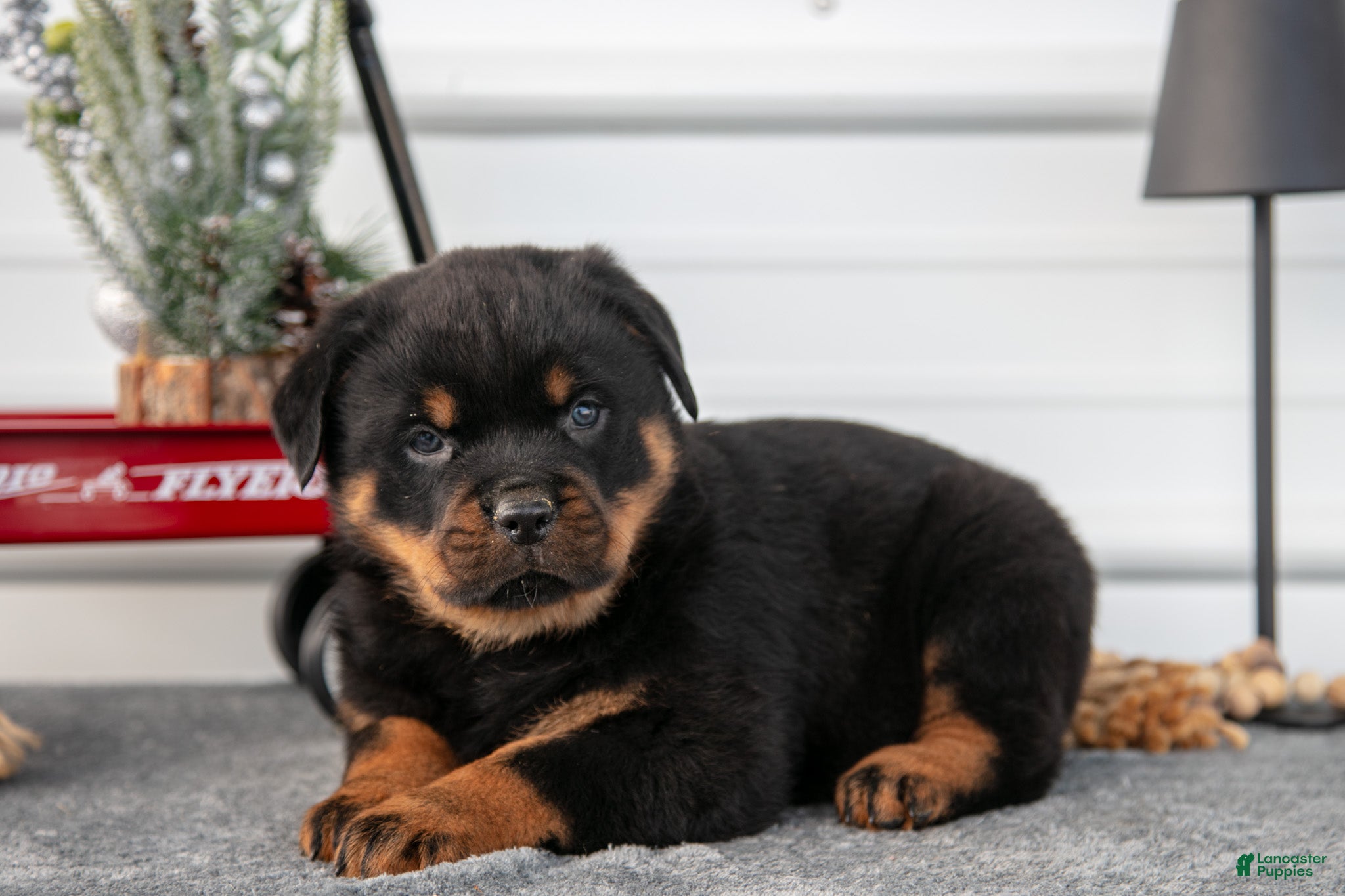 Rottweiler dogs Hudson - Ad 28