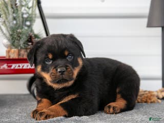 Rottweiler dogs Hudson - Ad 36