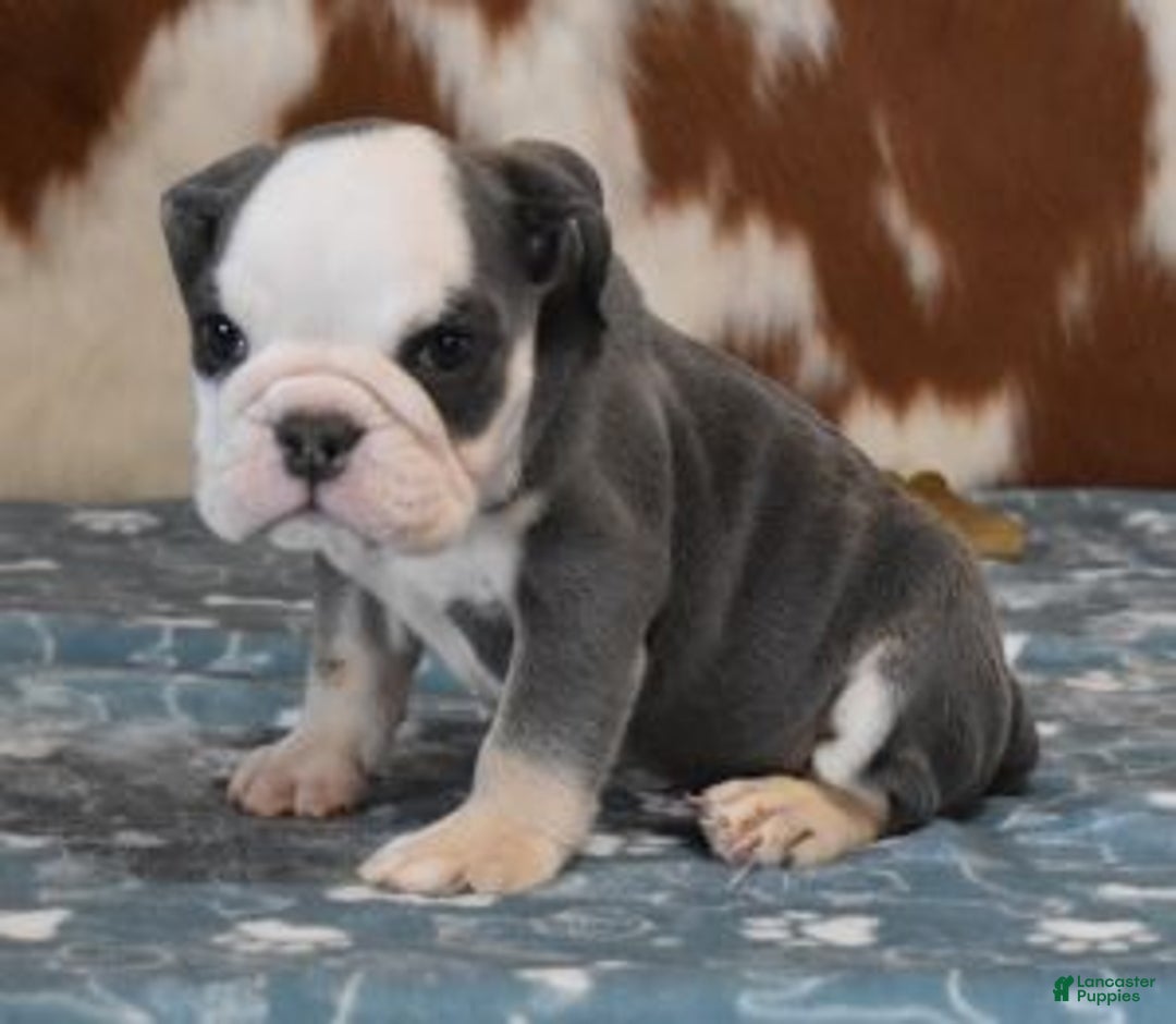English Bulldog dogs for sale: BREE, FEMALE BLUE TRI - Ad 2