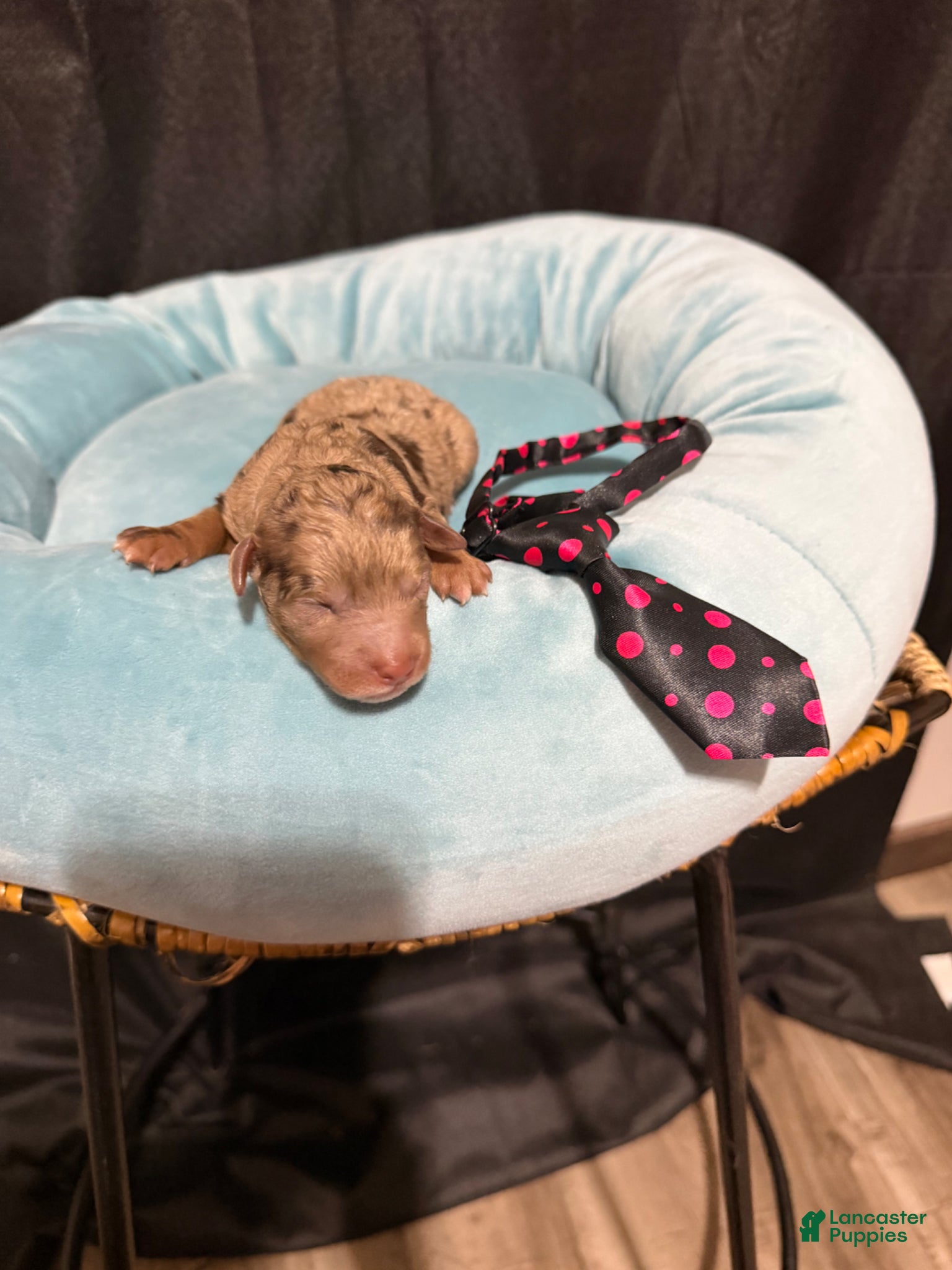 Miniature Poodle dogs Akc Clear Choc Merle Phantom Black Tie - Ad 3