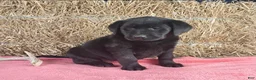 Labrador Retriever dogs for sale: Stacey - Ad 5