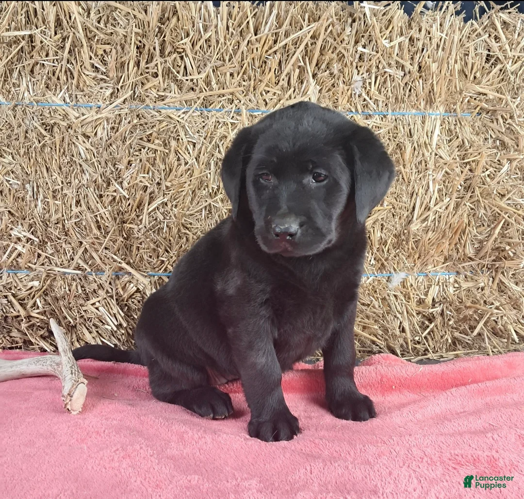 Labrador Retriever dogs for sale: Stacey - Ad 5
