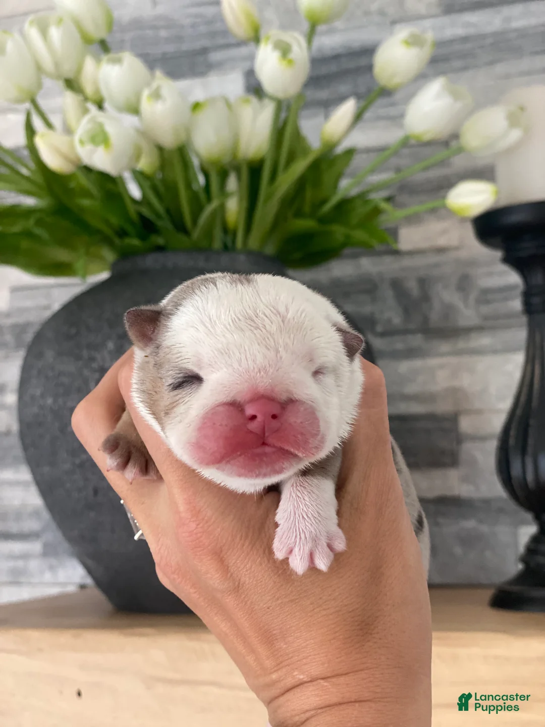 English Bulldog dogs for sale: Eva - Ad 1
