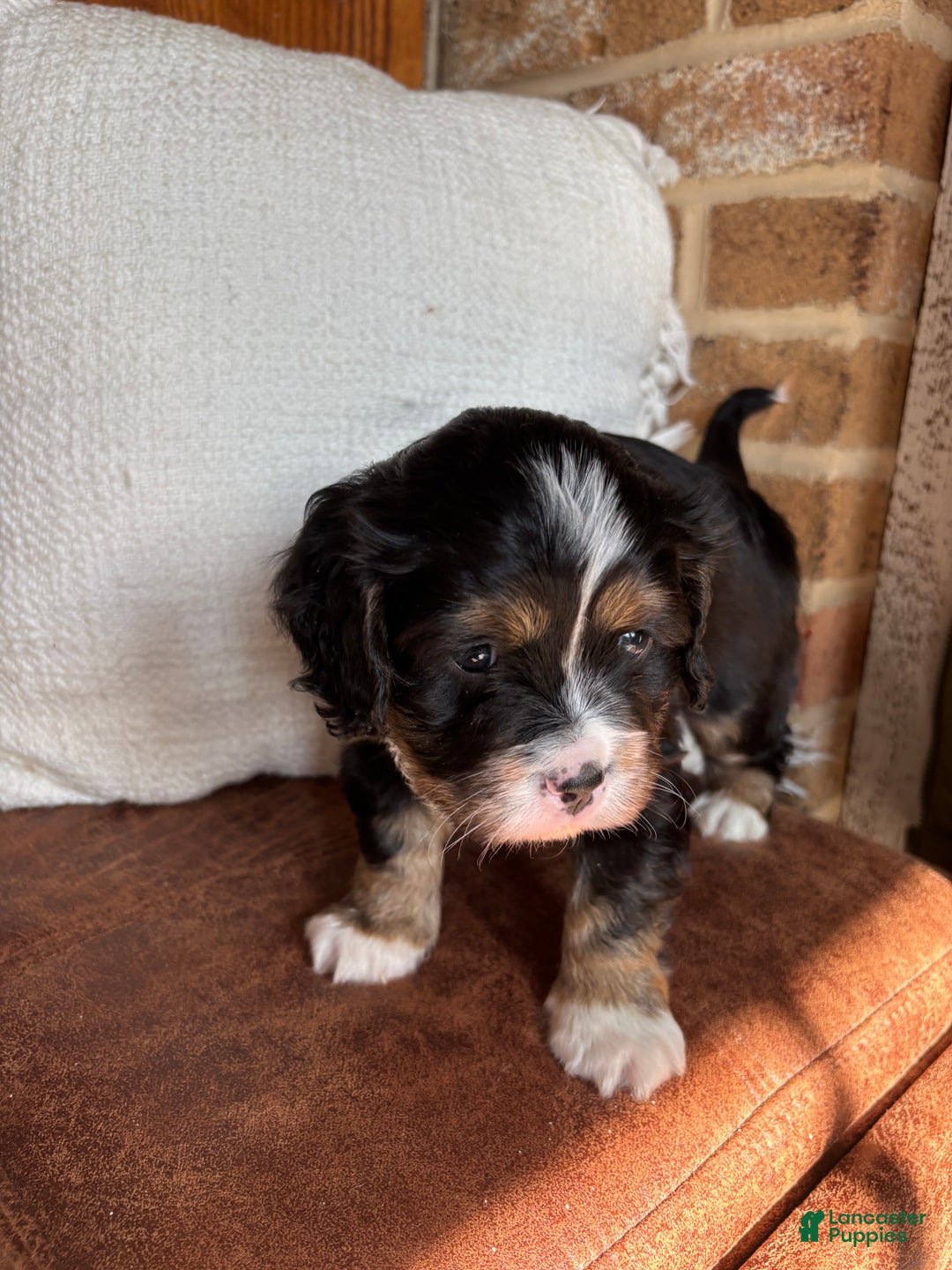 Miniature Bernese Mountain Dog dogs for sale: Tank - Ad 4