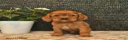 Cockalier dogs for sale: Viking  - Ad 4