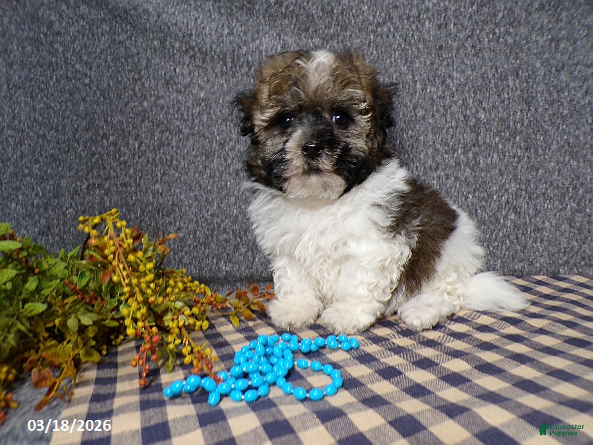 Havanese dogs Mickey - Ad 2