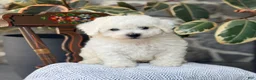 Bichon Frise dogs for sale: Jethro - Ad 10