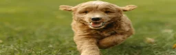 Mini Goldendoodle dogs for sale: Charlie - Ad 7