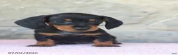 Miniature Dachshund dogs for sale: Cub - Ad 3