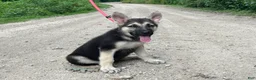 German Shepherd dogs for sale: Meadow - Ad 3