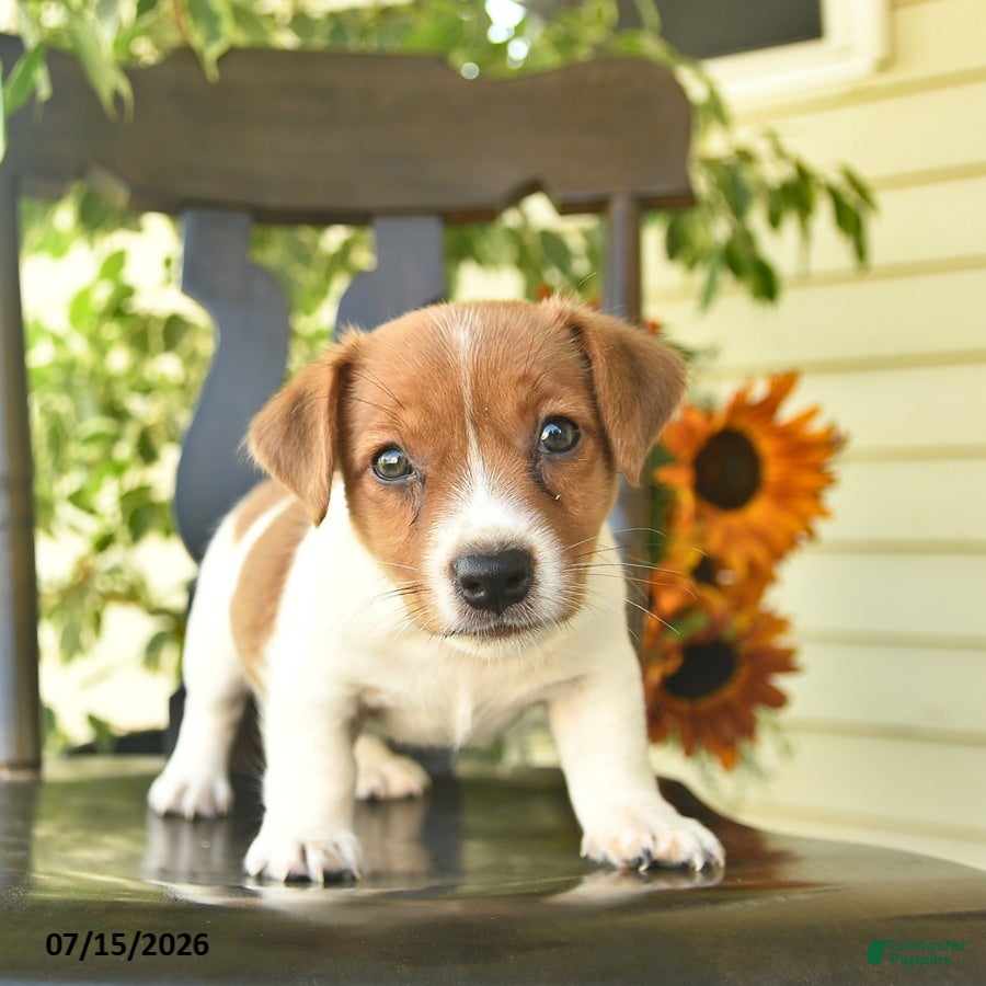 Jack Russell Terrier dogs Pascal  - Ad 2