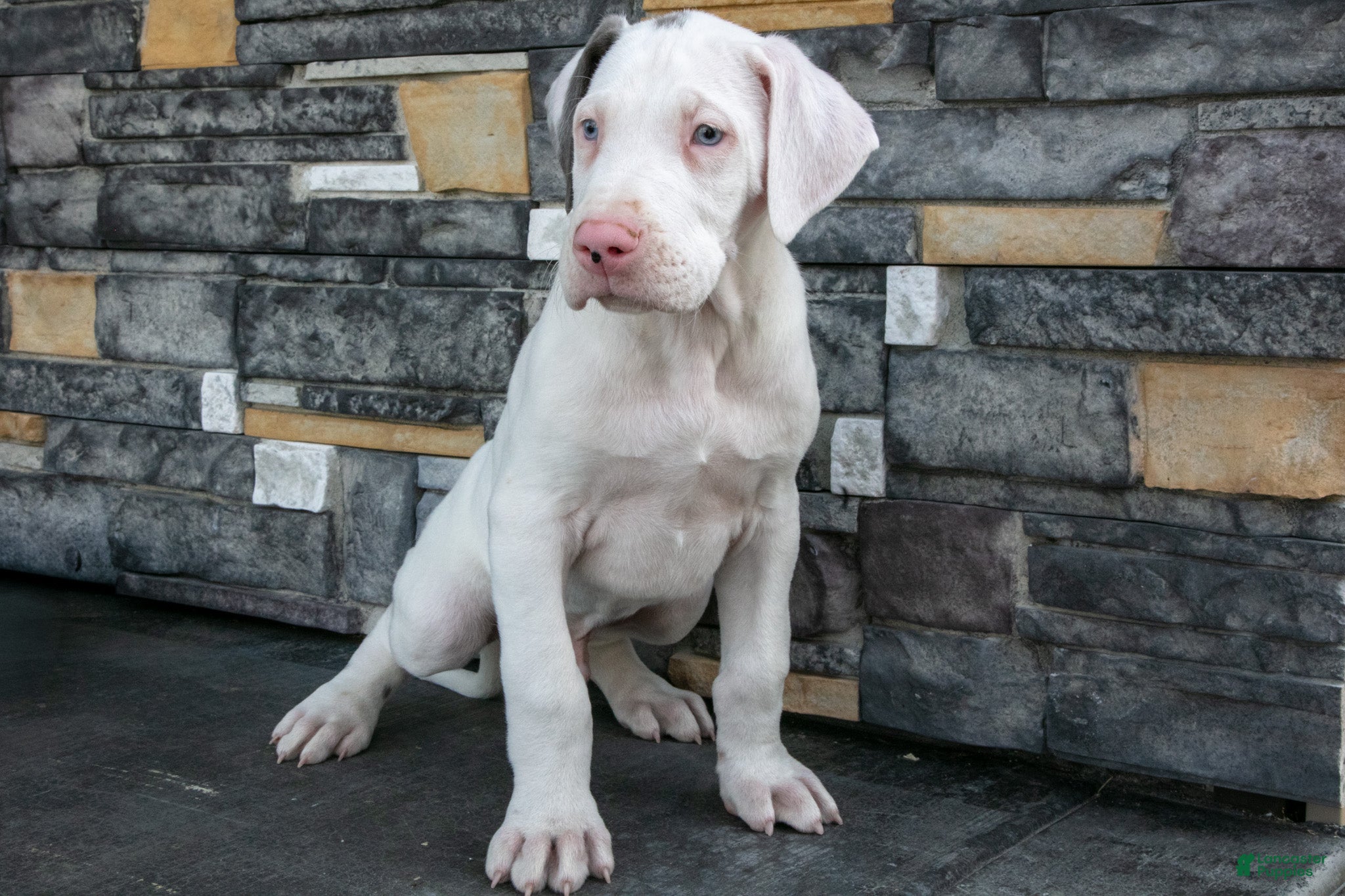 Great Dane dogs Dozer - Ad 2