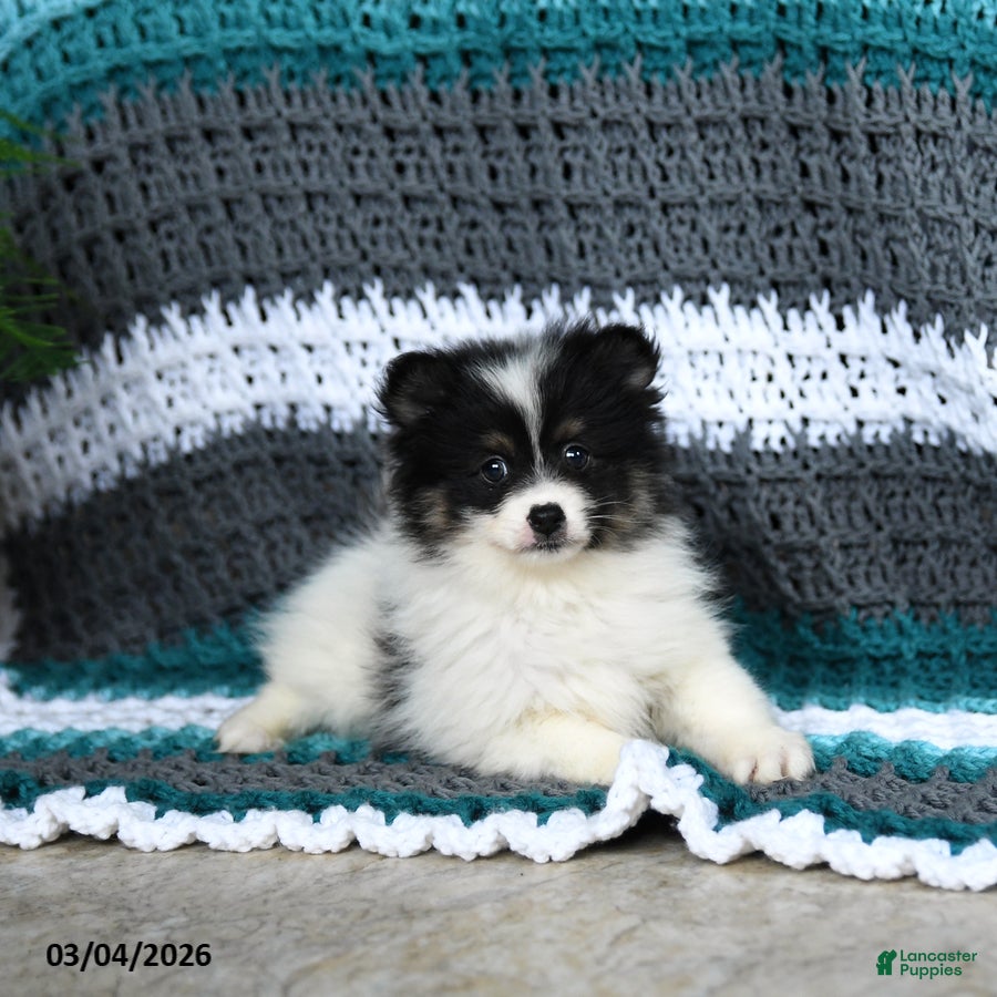 Pomeranian dogs Rawley - Ad 2