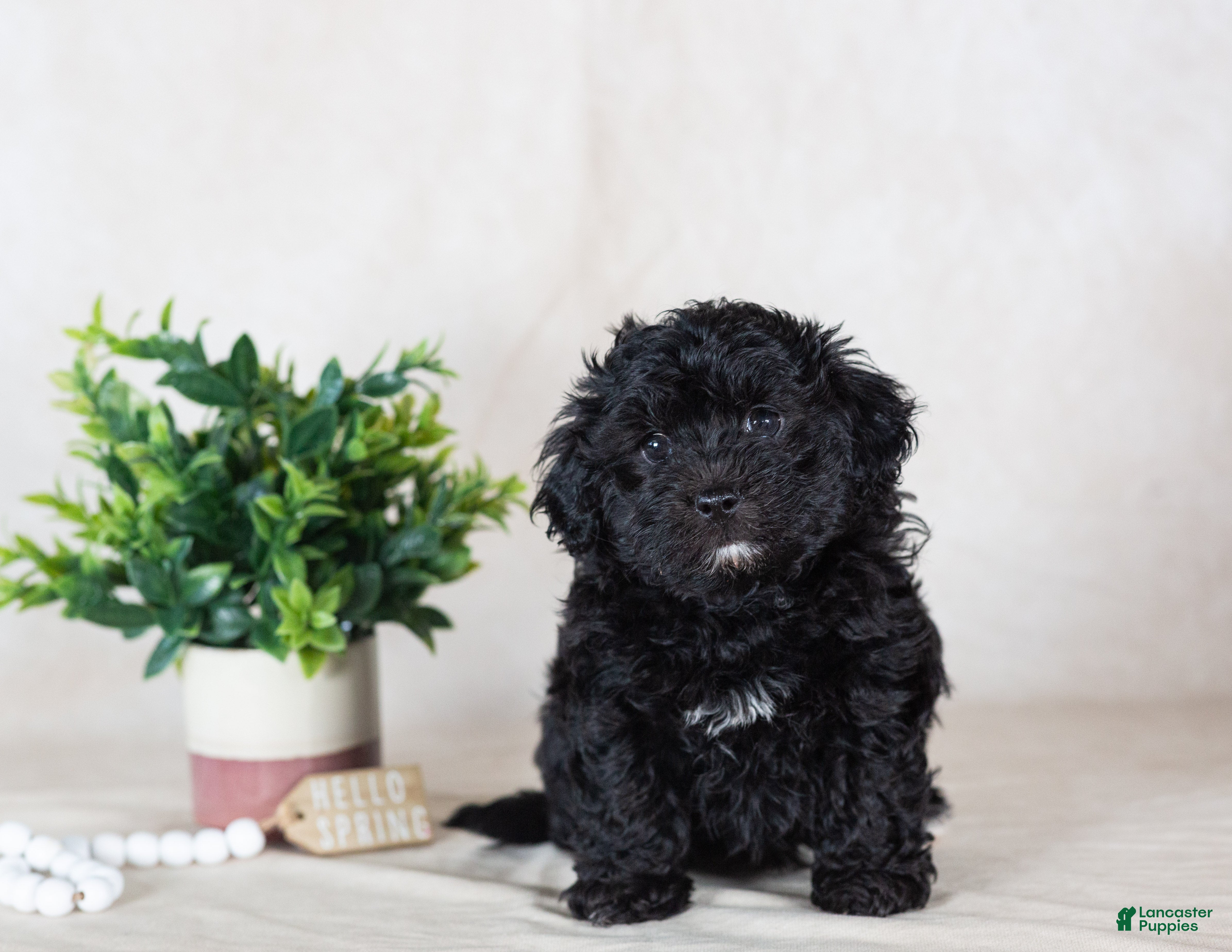 Havapoo dogs Jett - Ad 1