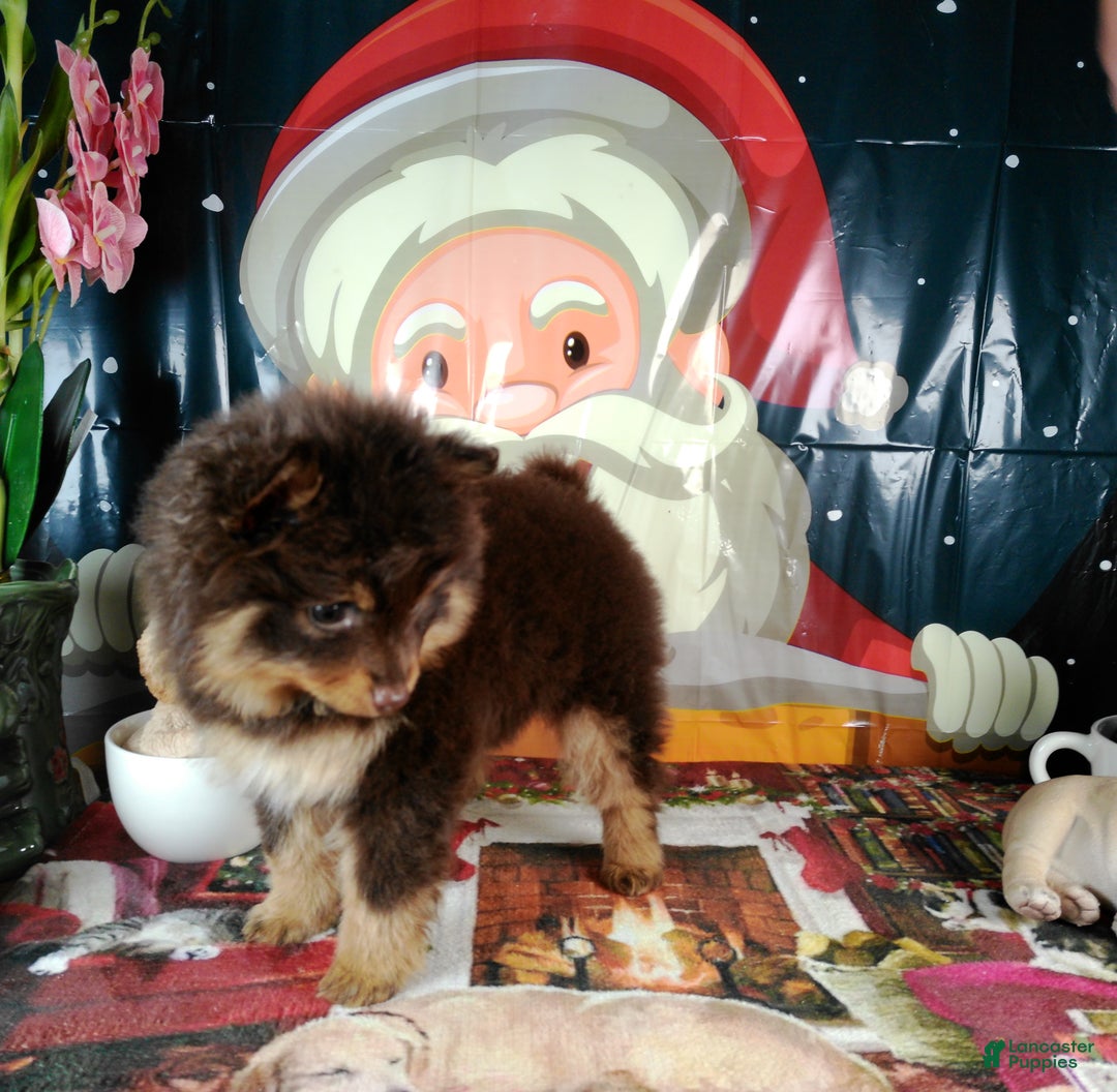 Pomeranian dogs for sale: Pomeranian Puppy 1 - Ad 2