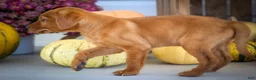 Labrador Retriever dogs for sale: NOAH - Ad 7