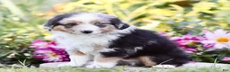 Miniature Australian Shepherd dogs for sale: George - Ad 4