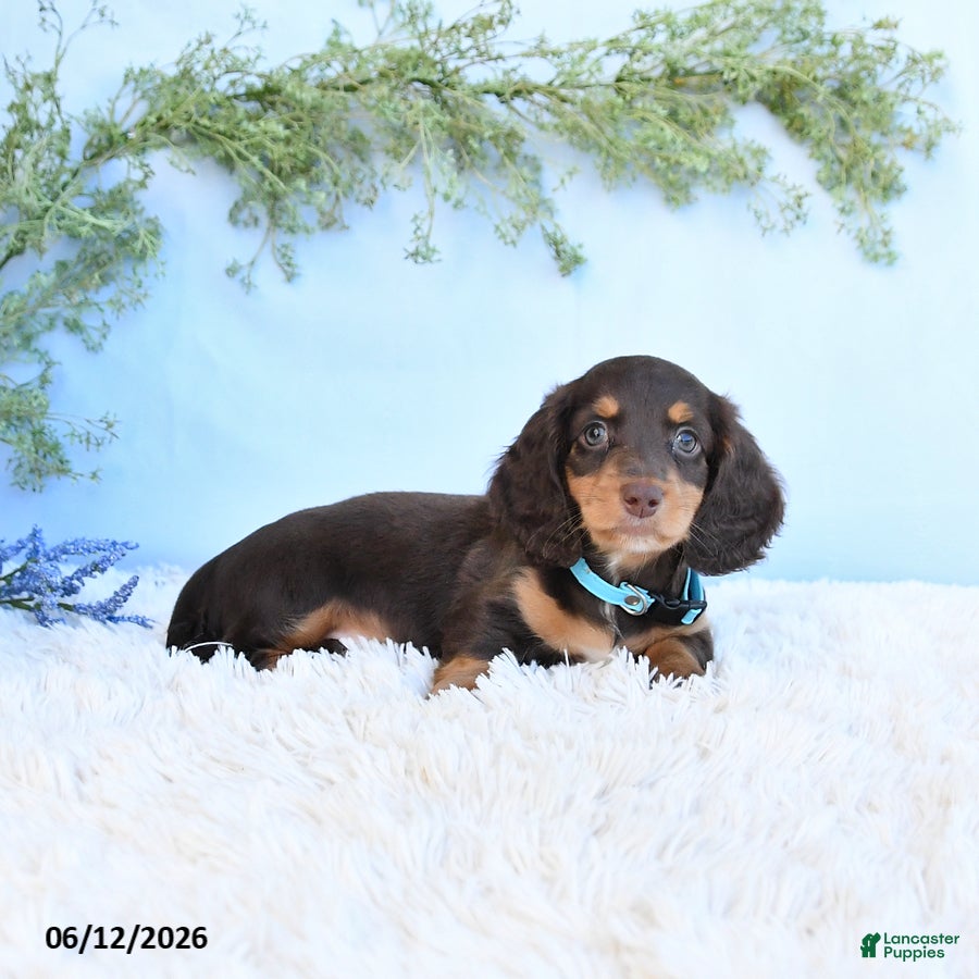 Miniature Dachshund dogs Scotty - Ad 2