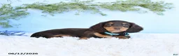 Miniature Dachshund dogs for sale: Scotty - Ad 2