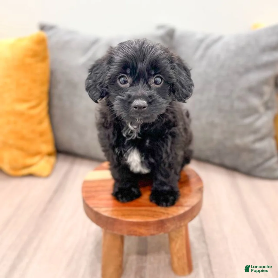 Yorkiepoo dogs for sale: Tonya - Ad 2
