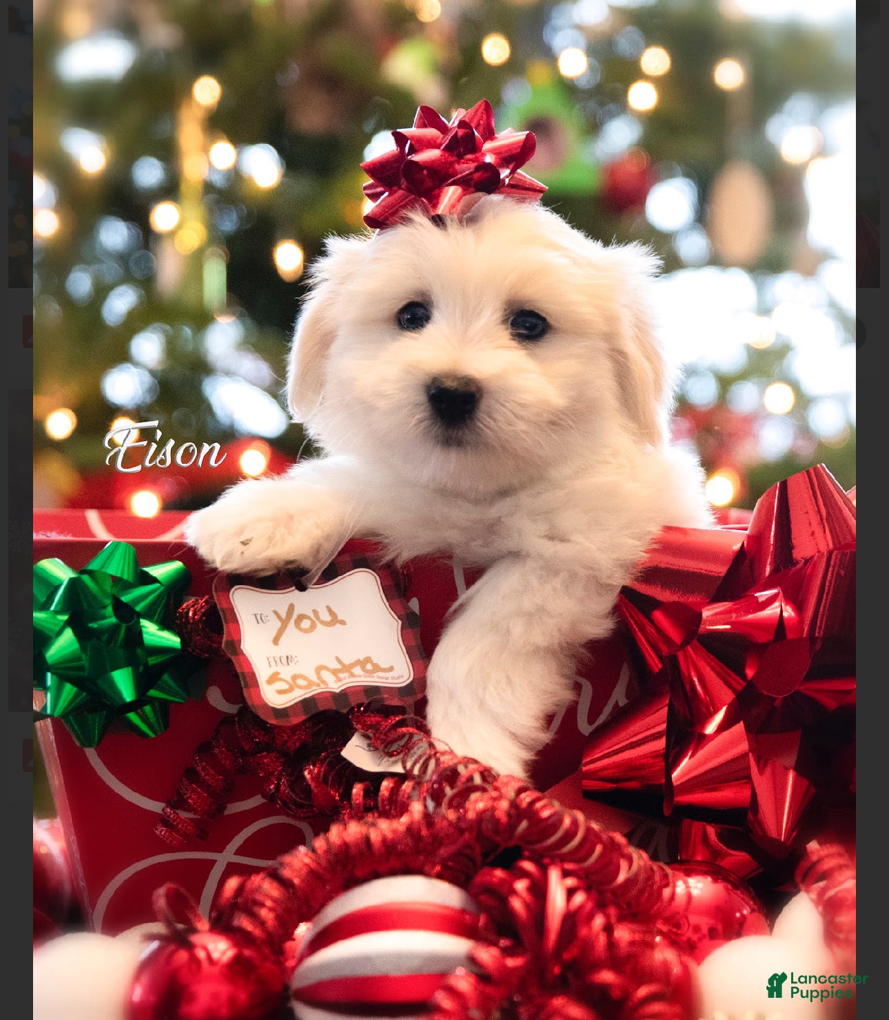 Coton De Tulear dogs Coton De Tulear Puppy 4 Eison - Ad 5