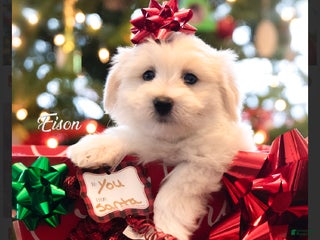 Coton De Tulear dogs Coton De Tulear Puppy 4 Eison - Ad 4
