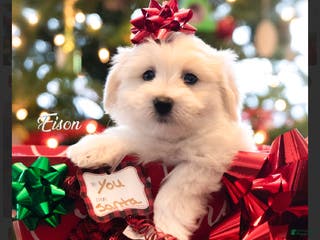 Coton De Tulear dogs Coton De Tulear Puppy 4 Eison - Ad 15