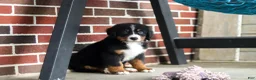 Bernese Mountain Dog dogs for sale: Lainey - Ad 9
