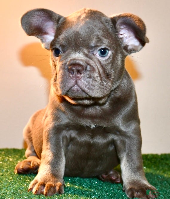 French Bulldog dogs French Bulldog 1 - Ad 2
