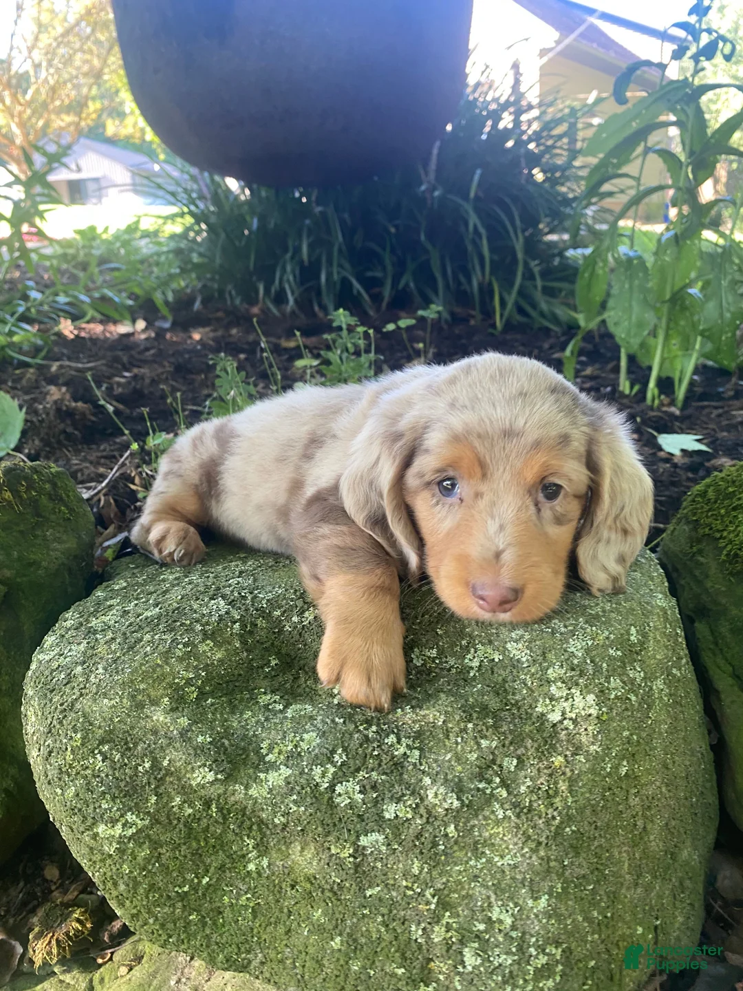 Miniature Dachshund dogs for sale: Jasper - Ad 9