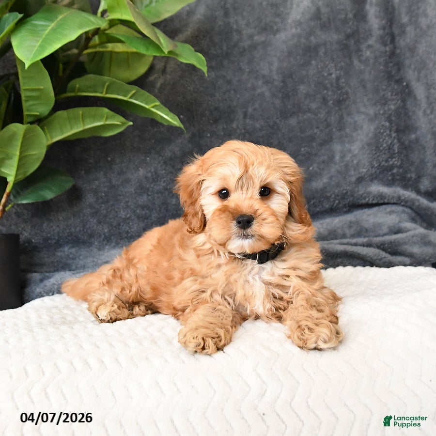 Cavapoo dogs Biscotti - Ad 2