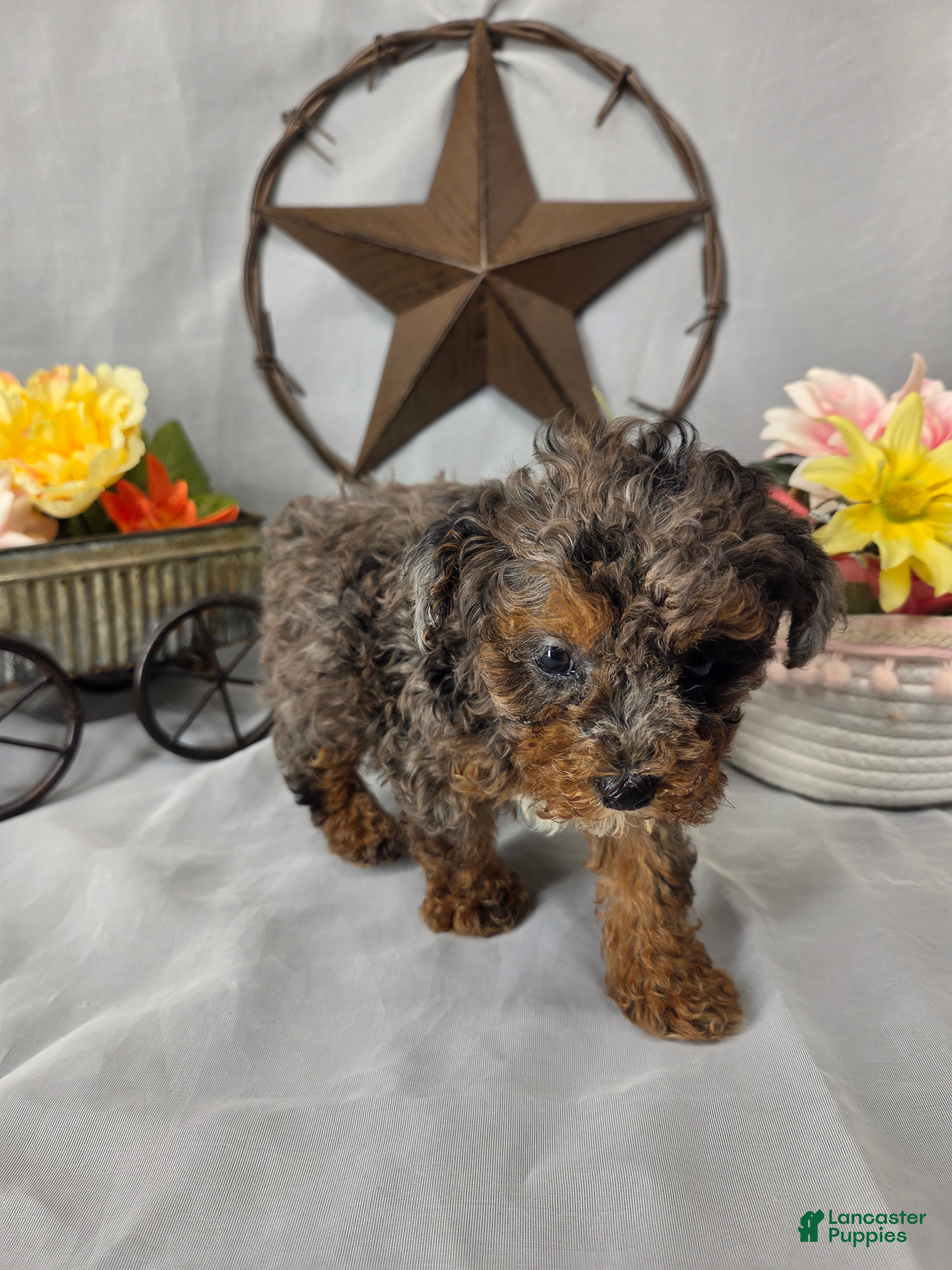 Miniature Poodle dogs Pearl - Ad 2