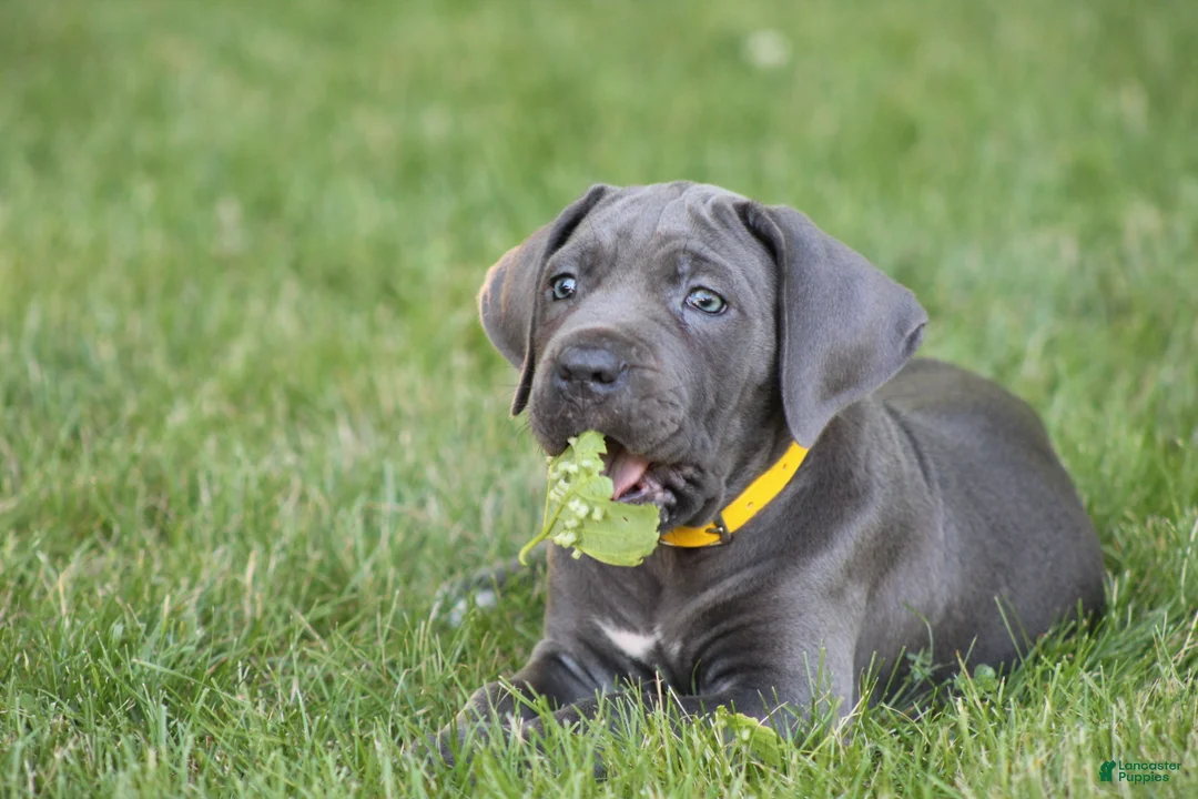 Cane Corso dogs for sale: Sage - Ad 2