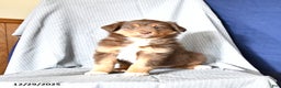 Australian Shepherd dogs for sale: Rosie - Ad 3
