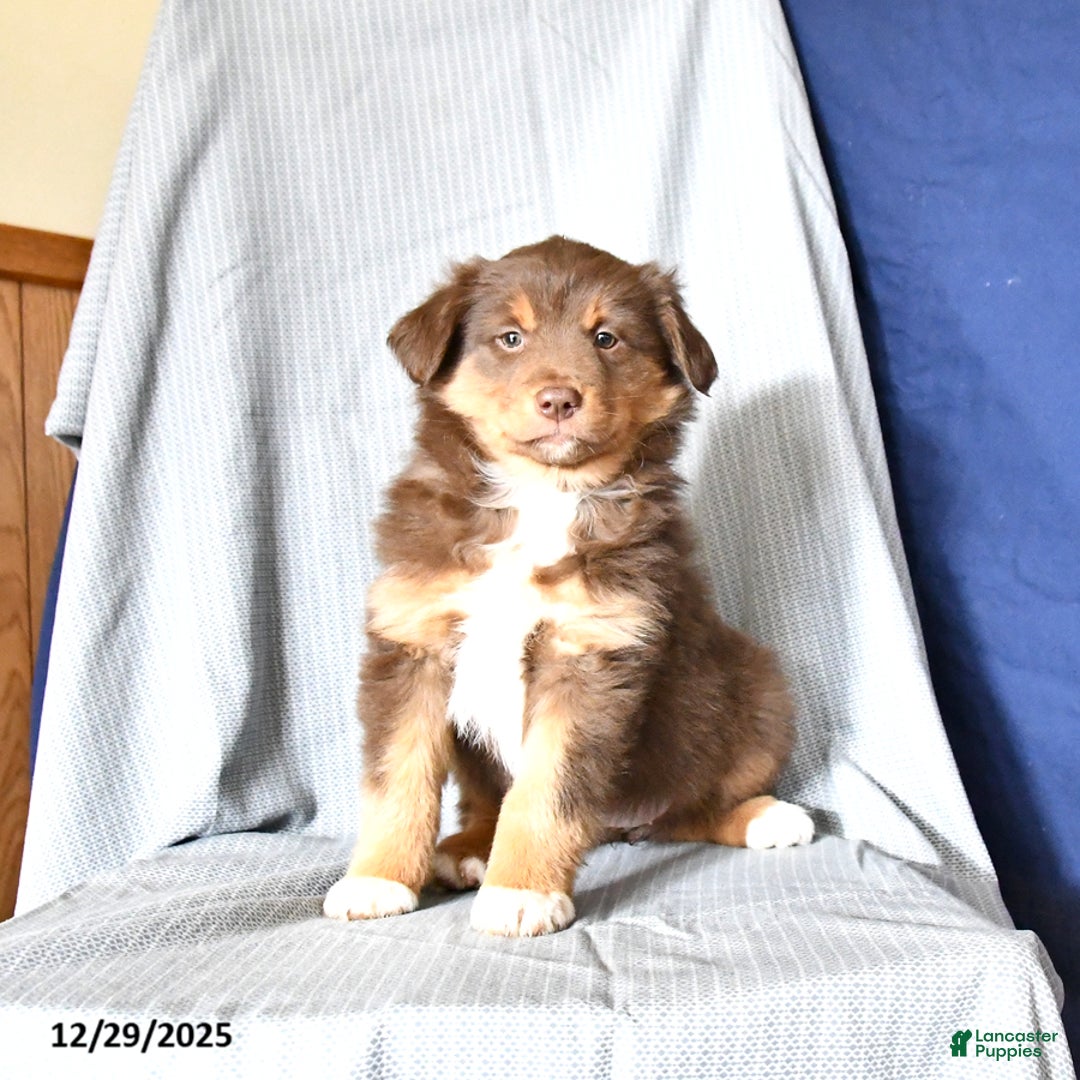 Australian Shepherd dogs for sale: Rosie - Ad 3