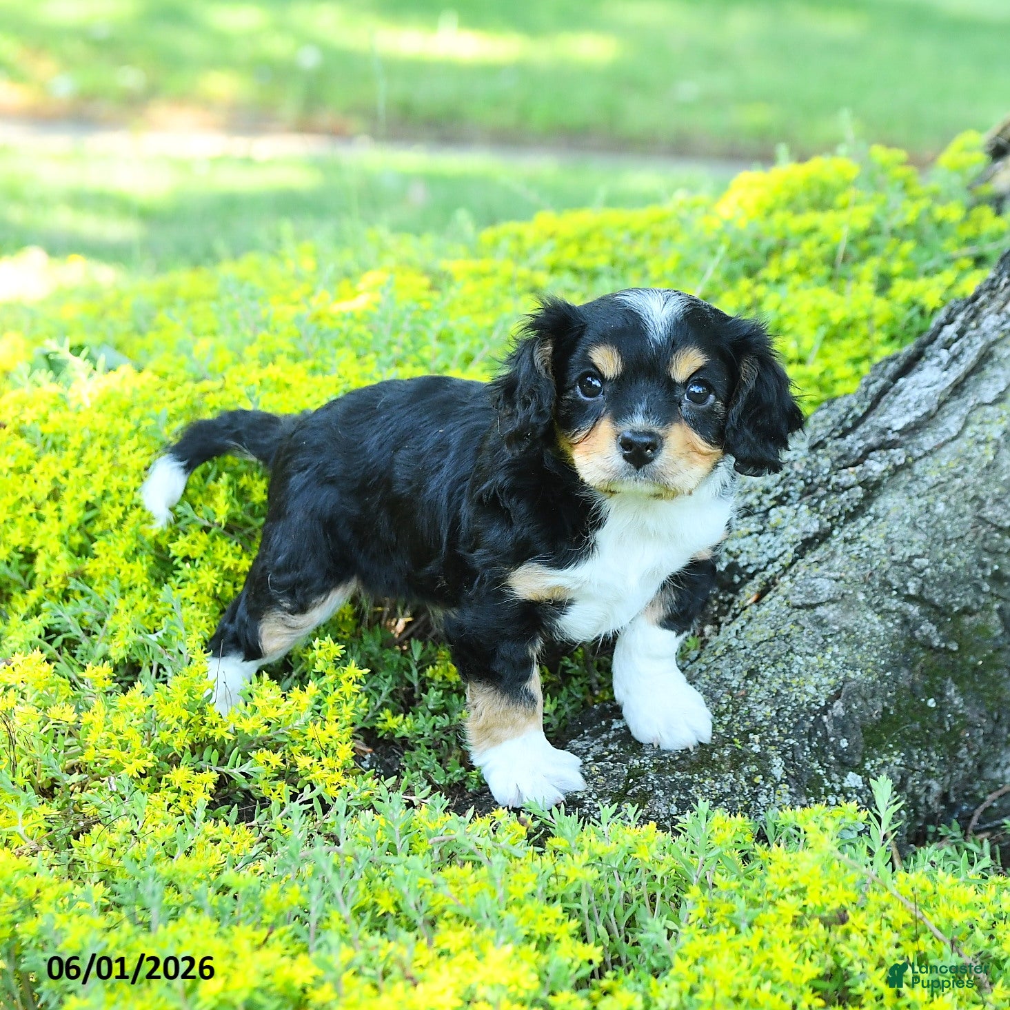 Cavapoo dogs for sale: Sterling - Ad 2