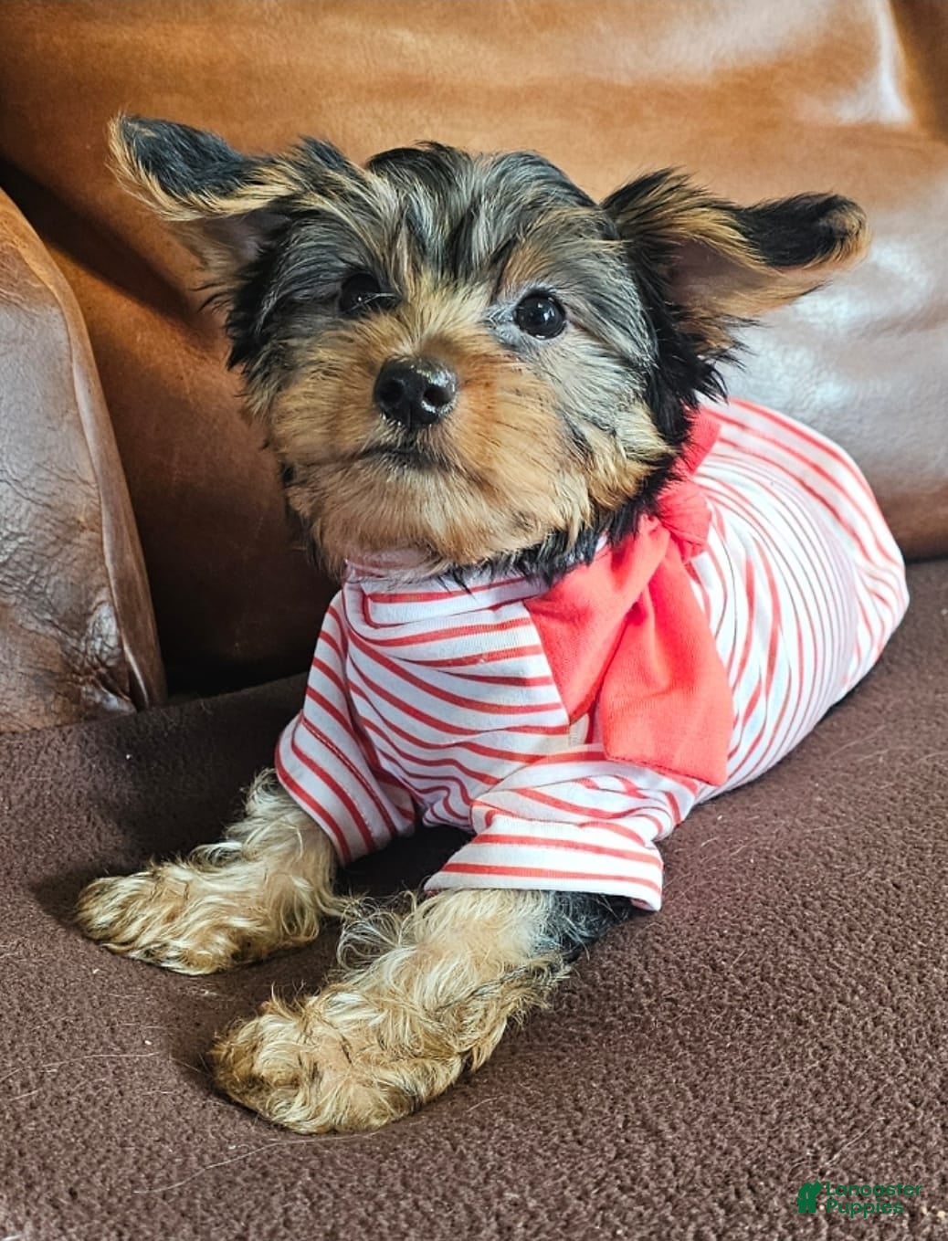 Yorkshire Terrier dogs Yorkshire Terrier Puppy 2 - Ad 1