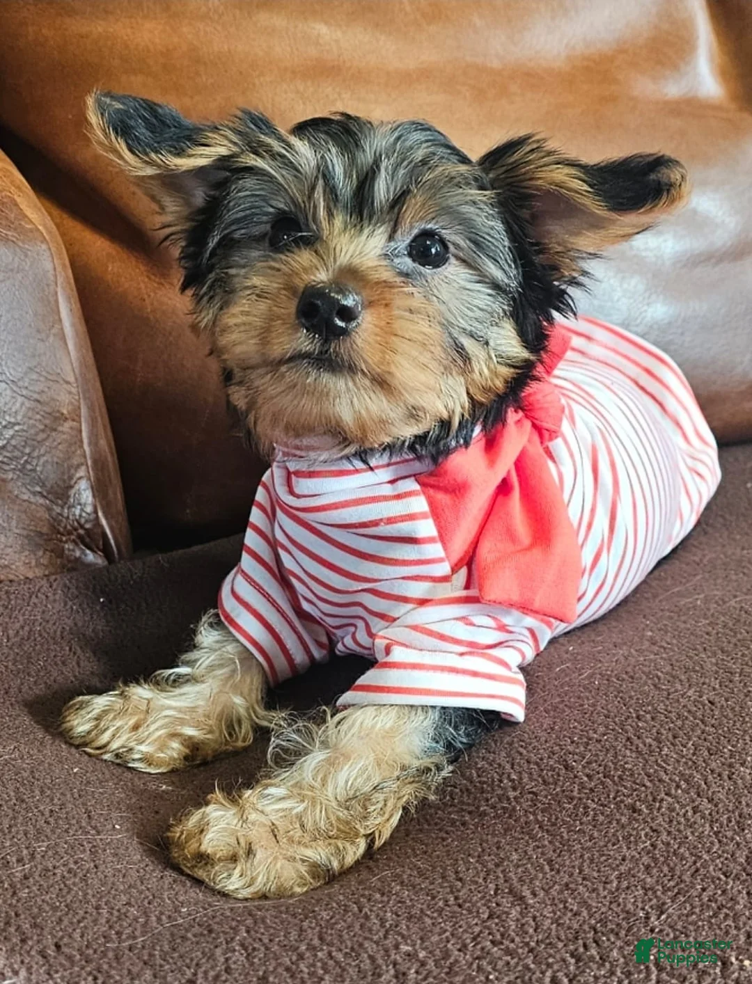 Yorkshire Terrier dogs for sale: Yorkshire Terrier Puppy 2 - Ad 1