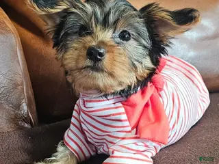 Yorkshire Terrier dogs for sale: Yorkshire Terrier Puppy 2 - Ad 2