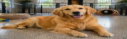 Golden Retriever dogs for sale: Tucker - Ad 5