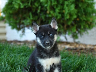 Gerberian Shepsky dogs - Ad 15