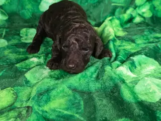 Mini Goldendoodle dogs Bean - Ad 32