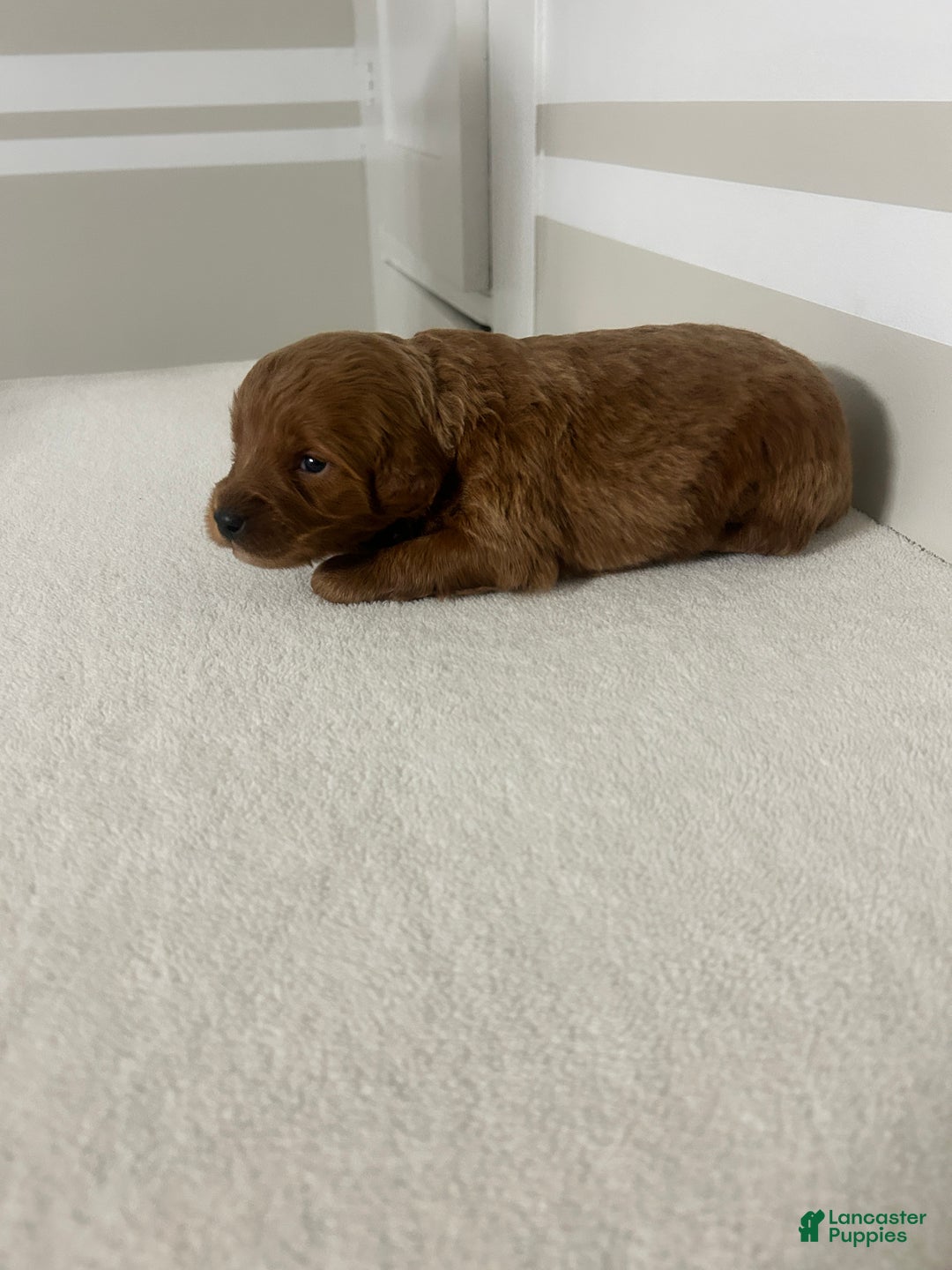 Mini Goldendoodle dogs for sale: Ceasar - Ad 4