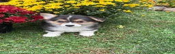 Welsh Corgi Pembroke dogs for sale: Phil - Ad 2