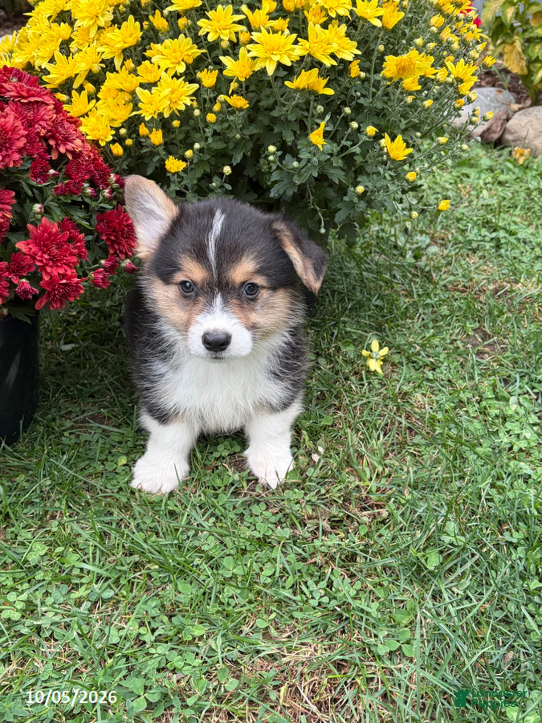 Welsh Corgi Pembroke dogs for sale: Phil - Ad 2
