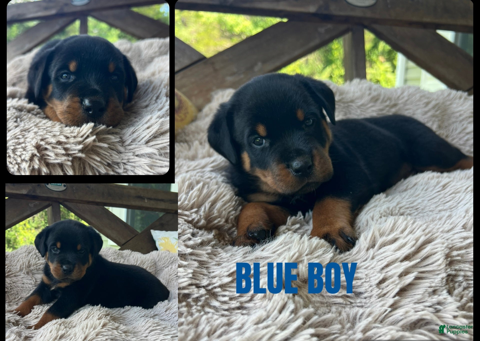 Rottweiler dogs Rottweiler 2 - Ad 40