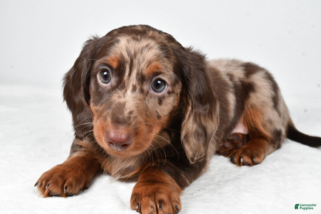 Miniature Dachshund dogs for sale: Asher - Ad 6