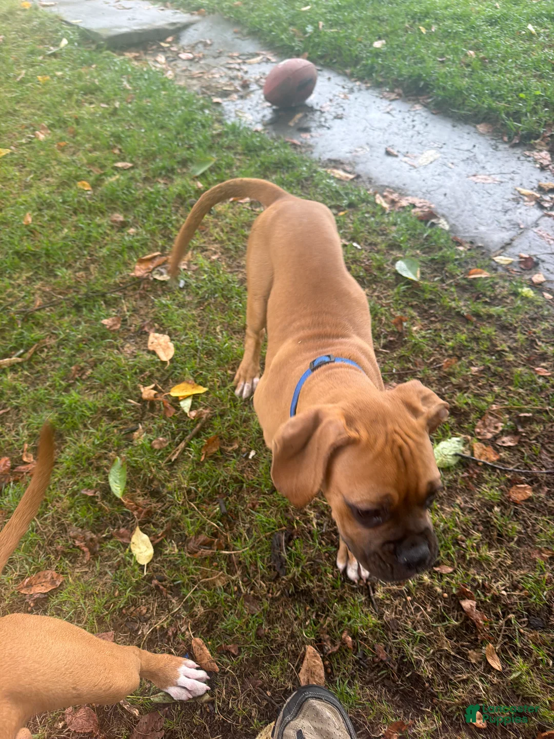 Boxer dogs for sale: Rocky - Ad 1